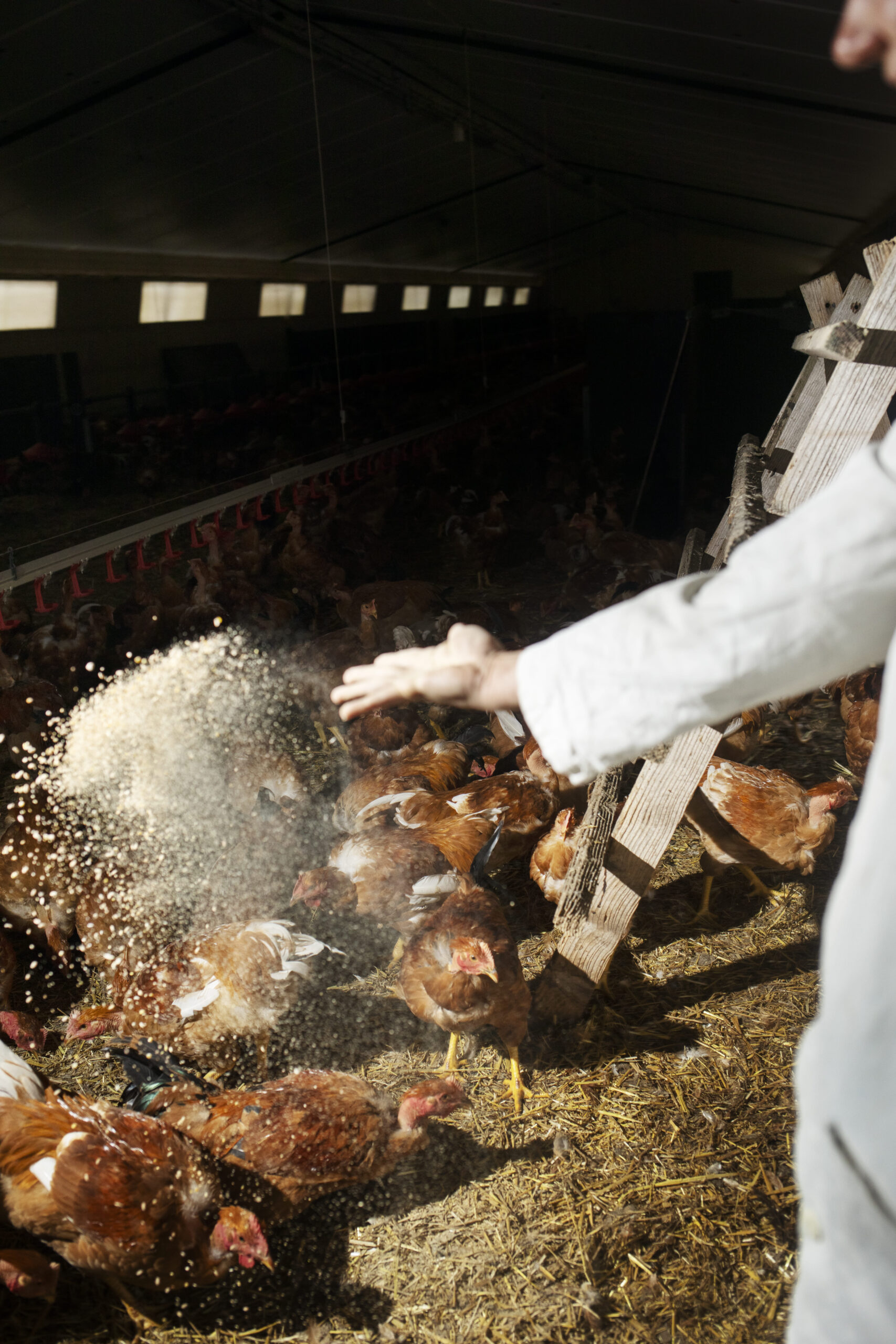 Un éleveur en blouse blanche nourrit des poulets dans un poulailler, illustrant un élevage respectueux et une alimentation de qualité.