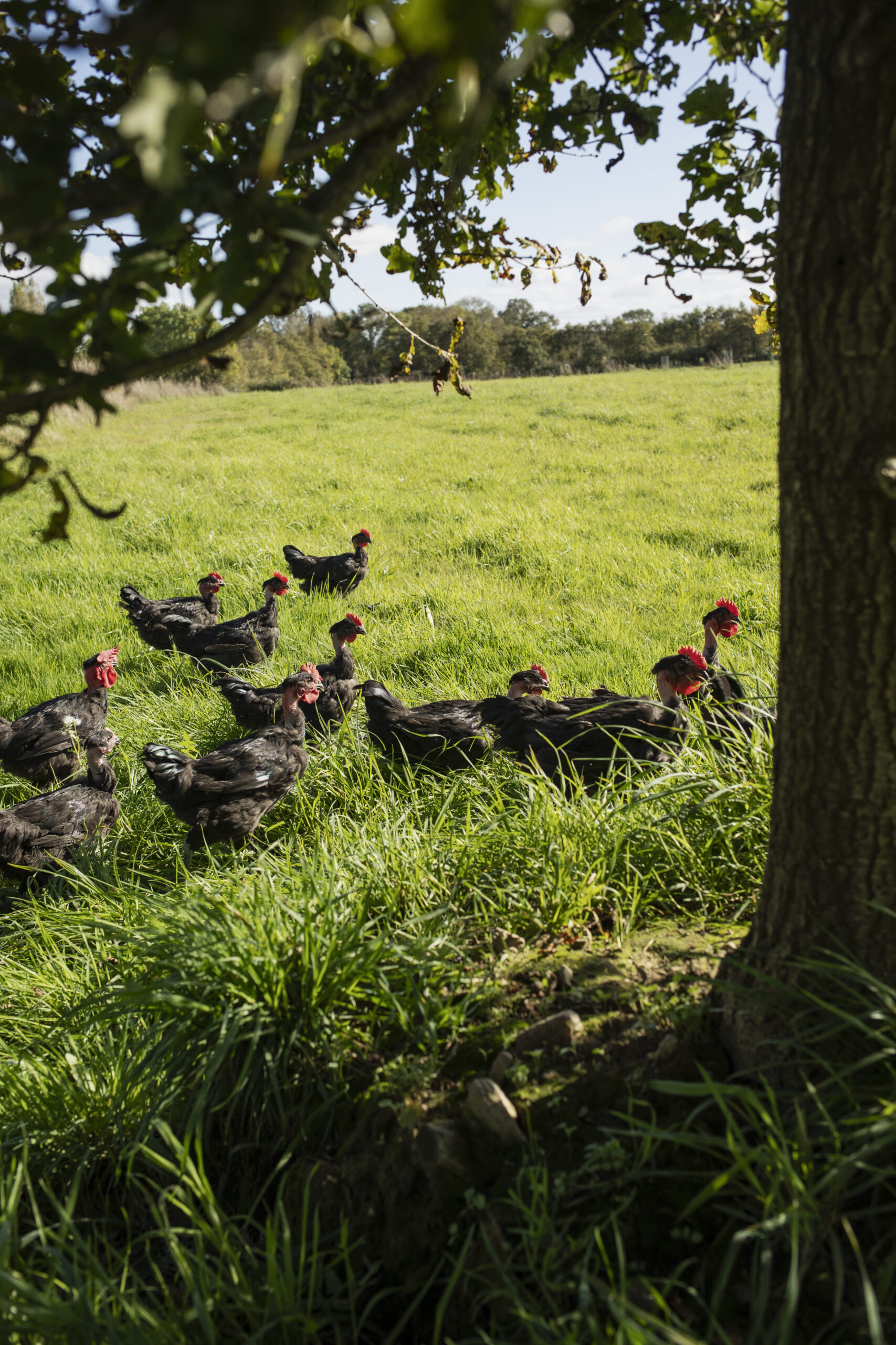 Poulets noirs fermiers élevés en plein air sous les arbres, illustrant le bien-être animal.