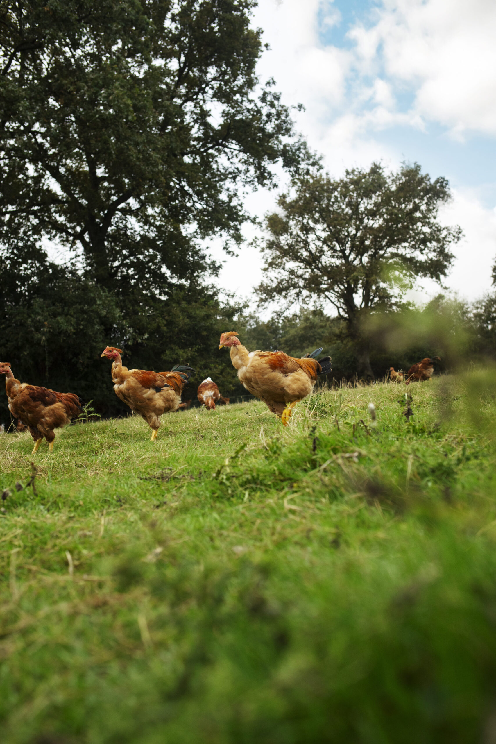 Poulets fermiers bio dans un pré herbeux, se déplaçant librement en plein air.