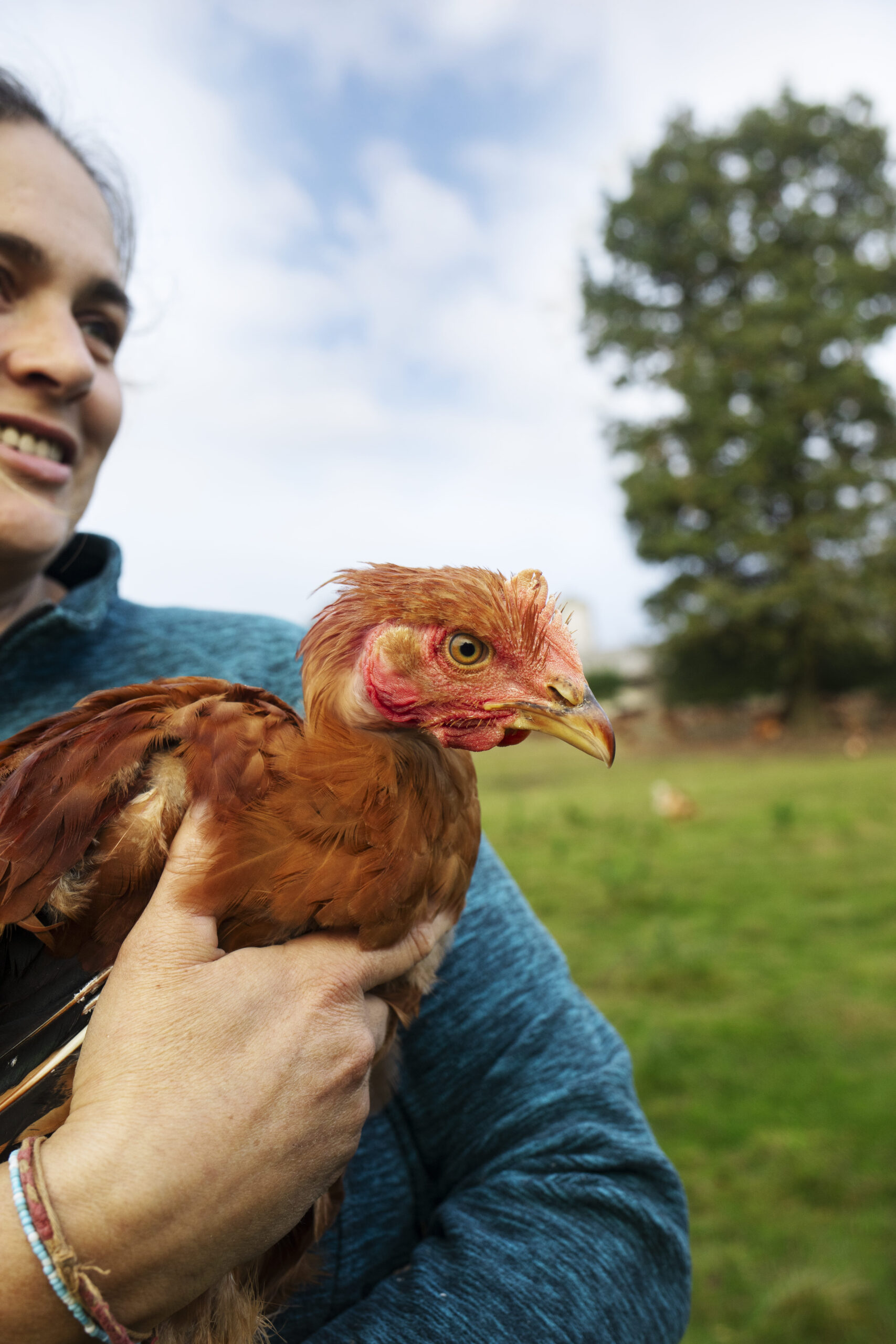 Éleveuse tenant un poulet bio dans ses bras, en plein air, dans une ferme respectueuse du bien-être animal.