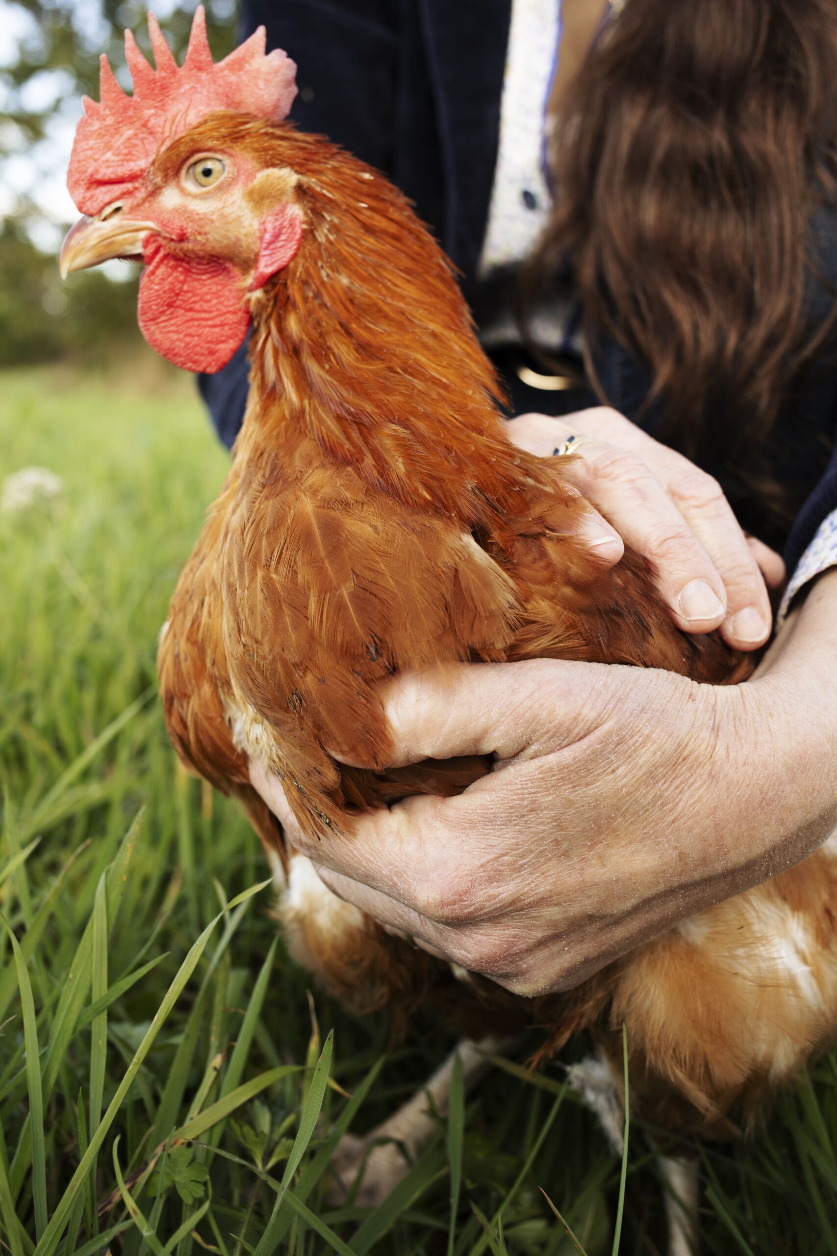 Éleveur caressant un poulet bio élevé en plein air dans un champ verdoyant.