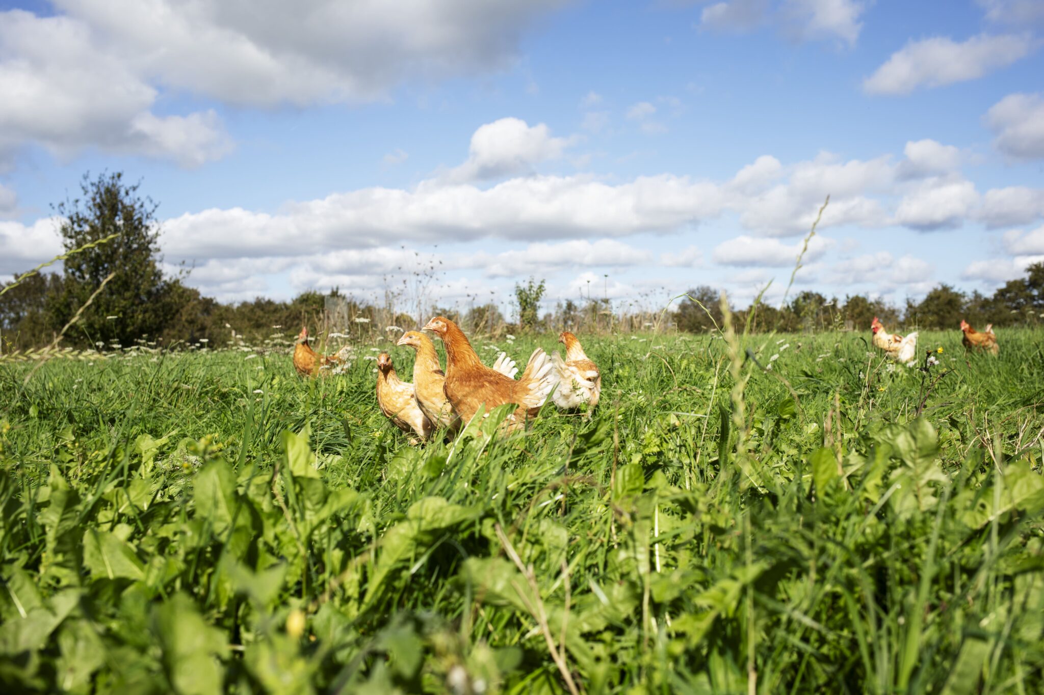 Poulets bio en plein air dans un champ verdoyant sous un ciel bleu, illustrant l’élevage fermier durable.