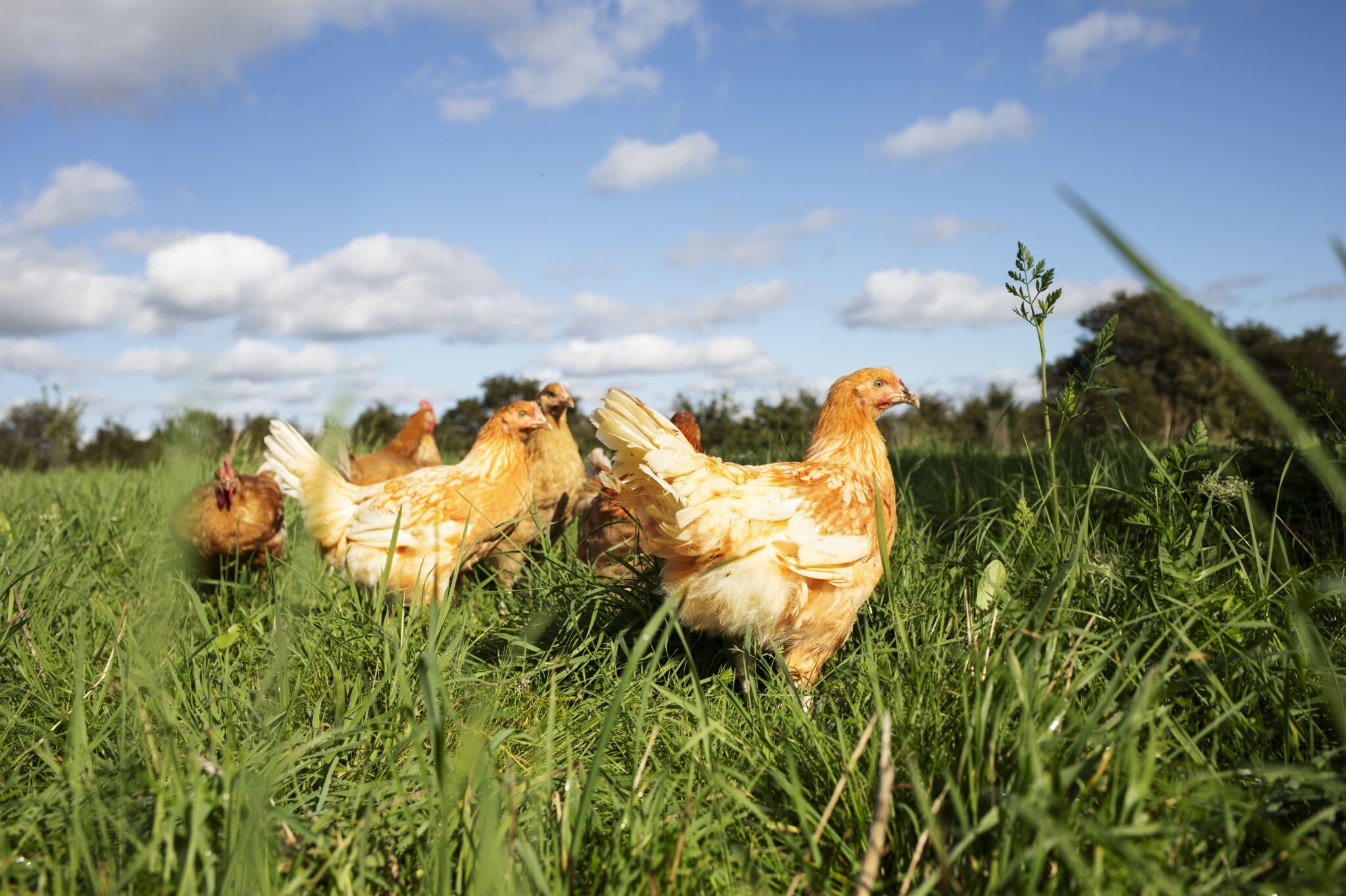 Poulets fermiers bio élevés en plein air dans un champ verdoyant sous un ciel bleu.