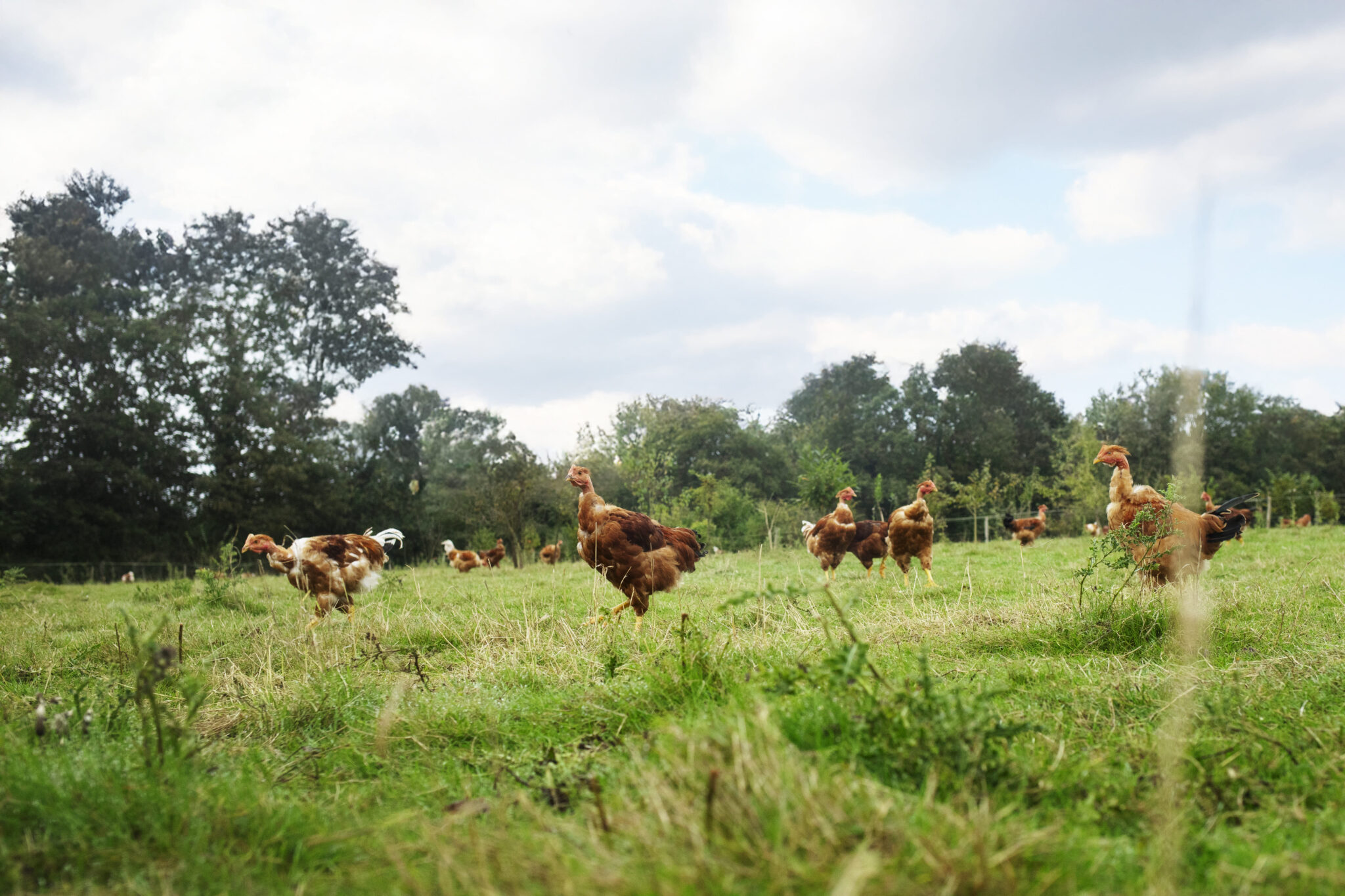 Poulets bio élevés en plein air dans une prairie verdoyante, partenaires de Bodin.